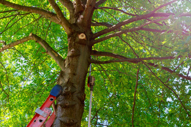 Tree Branch Trimming